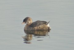 Podilymbus podiceps podiceps