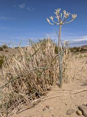Androstephium breviflorum