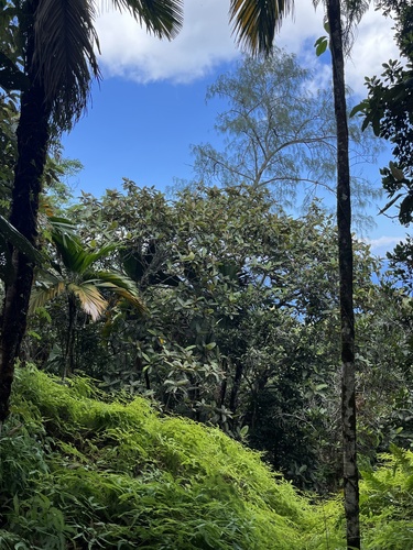 Foto de Pindaíba-vermelha