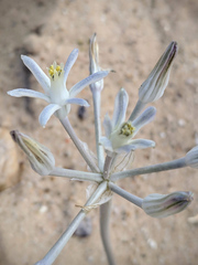 Androstephium breviflorum