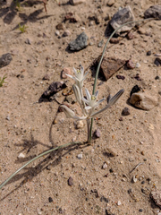 Androstephium breviflorum