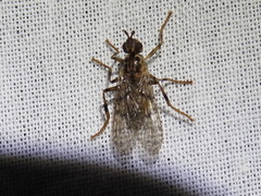 Boreothrinax maculipennis