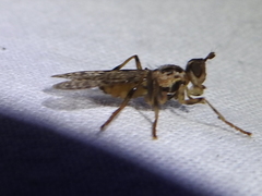 Boreothrinax maculipennis