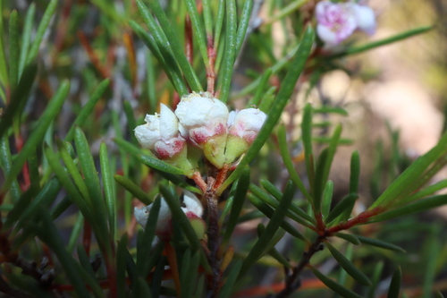 Image of Hypocalymma jessicae by (c) Thomas Mesaglio, some rights reserved (CC BY)