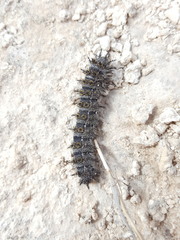 Hemileuca chinatiensis