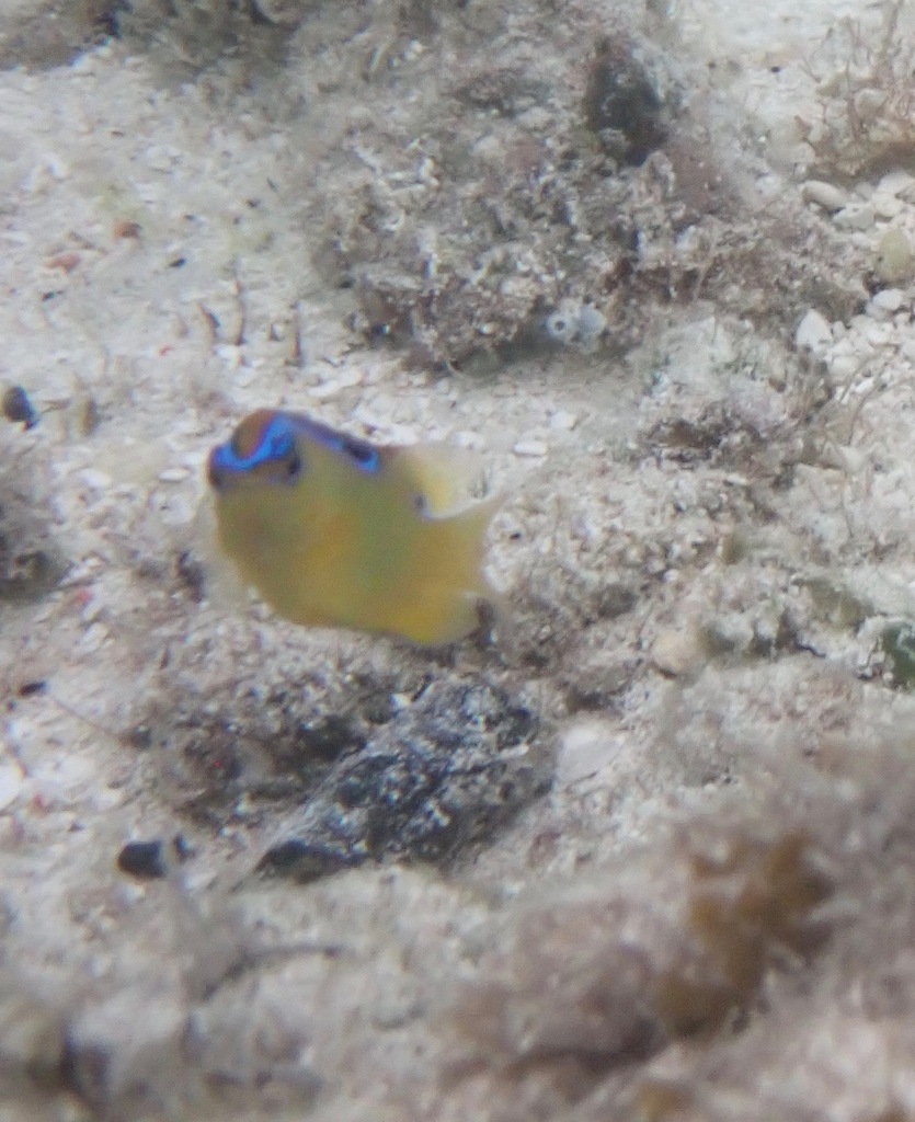 Pacific Surge Damselfish (Chrysiptera leucopoma) - recorded at My Reef