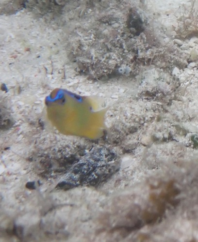 Pacific Surge Damselfish (Chrysiptera leucopoma)