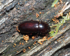 Uloma tenebrionoides