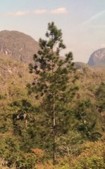 Pinus caribaea caribaea