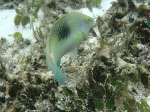 Pastel-green Wrasse (Halichoeres chloropterus)