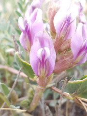 Astragalus gypsodes