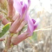 Astragalus gypsodes - Photo 由 Alex Abair 所上傳的 (c) Alex Abair，保留部份權利CC BY-NC