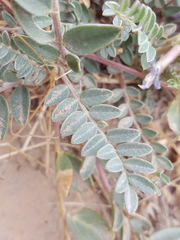 Astragalus gypsodes