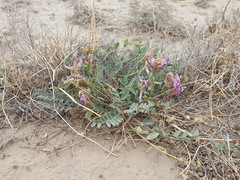 Astragalus gypsodes