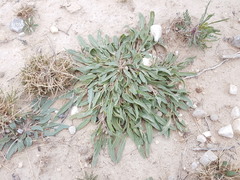 Abronia nealleyi