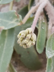 Abronia nealleyi