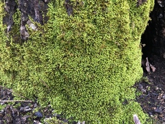 Claopodium rostratum