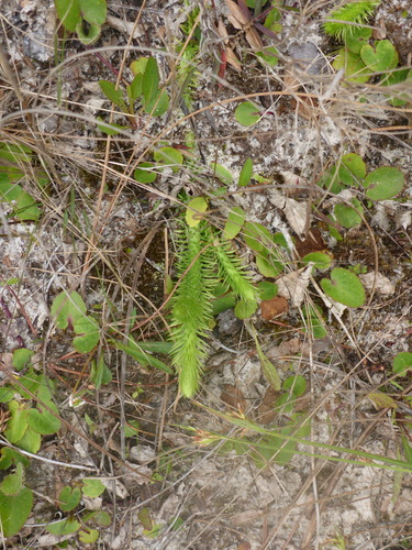 Image of Lycopodiella prostrata by (c) mfeaver, some rights reserved (CC BY)