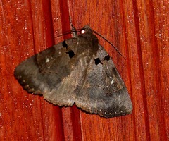 Avatha noctuoides