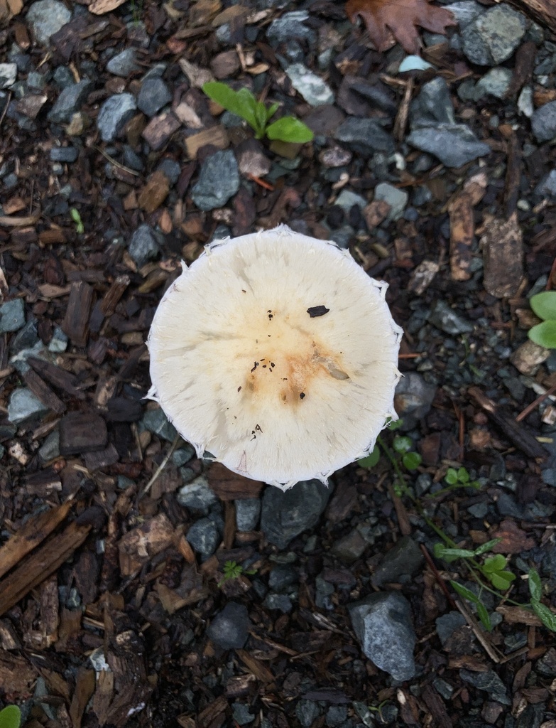 Mulch Maids in October 2023 by Hannah. t24 in mulch · iNaturalist