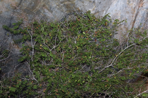 Image of Bossiaea dentata by (c) Thomas Mesaglio, some rights reserved (CC BY)