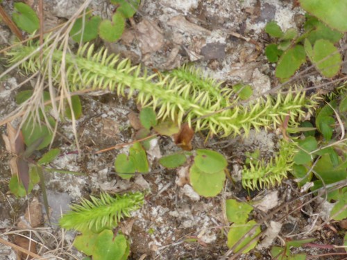 Image of Lycopodiella prostrata by (c) mfeaver, some rights reserved (CC BY)