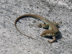 Pholidoscelis griswoldi
