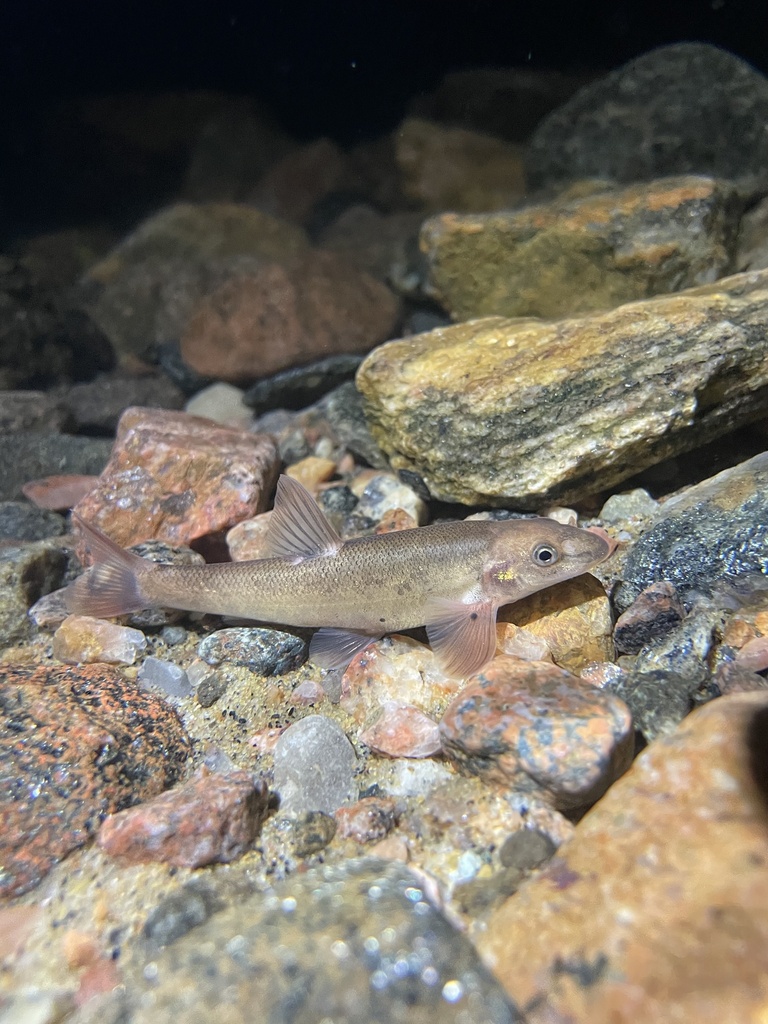 Longnose Dace (Rhinichthys cataractae)