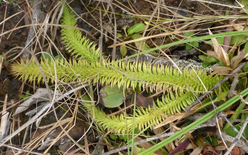 Image of Lycopodiella prostrata by (c) mfeaver, some rights reserved (CC BY)