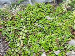 Epilobium nummulariifolium