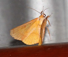Bematha extensa