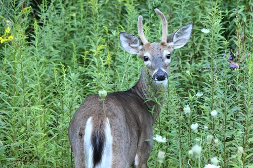 White-tailed Deer photographed in West Virginia