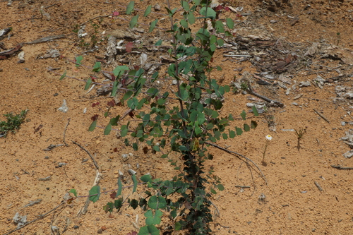 Image of Bossiaea aquifolium by (c) Greg Tasney, some rights reserved (CC BY-SA)
