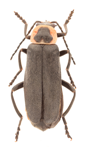 Atalantycha neglecta (Fall, 1919)