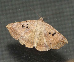 Blasticorhinus rivulosa