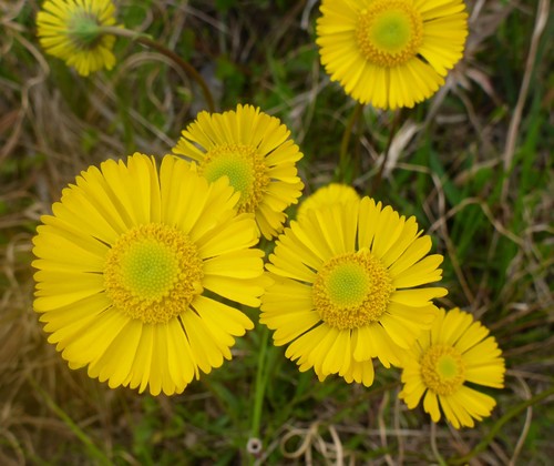 Image of Helenium vernale by (c) mfeaver, some rights reserved (CC BY)