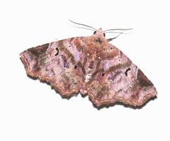 Aroana rubra