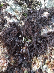 Cryptosiphonia woodii