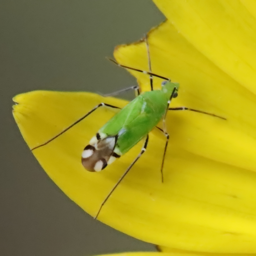 Macrotylus amoenus