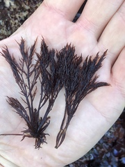 Cryptosiphonia woodii