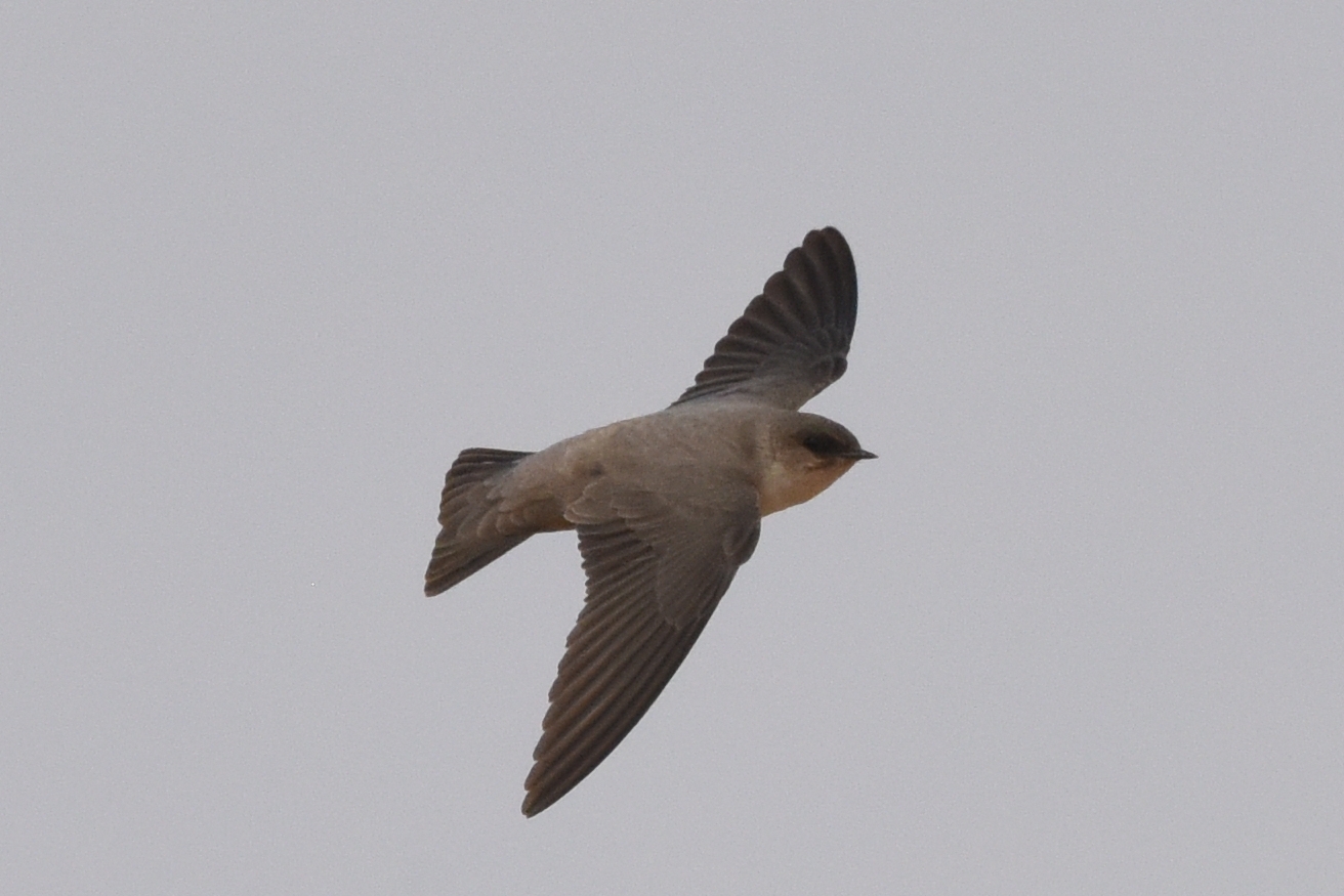 Pale Crag Martin