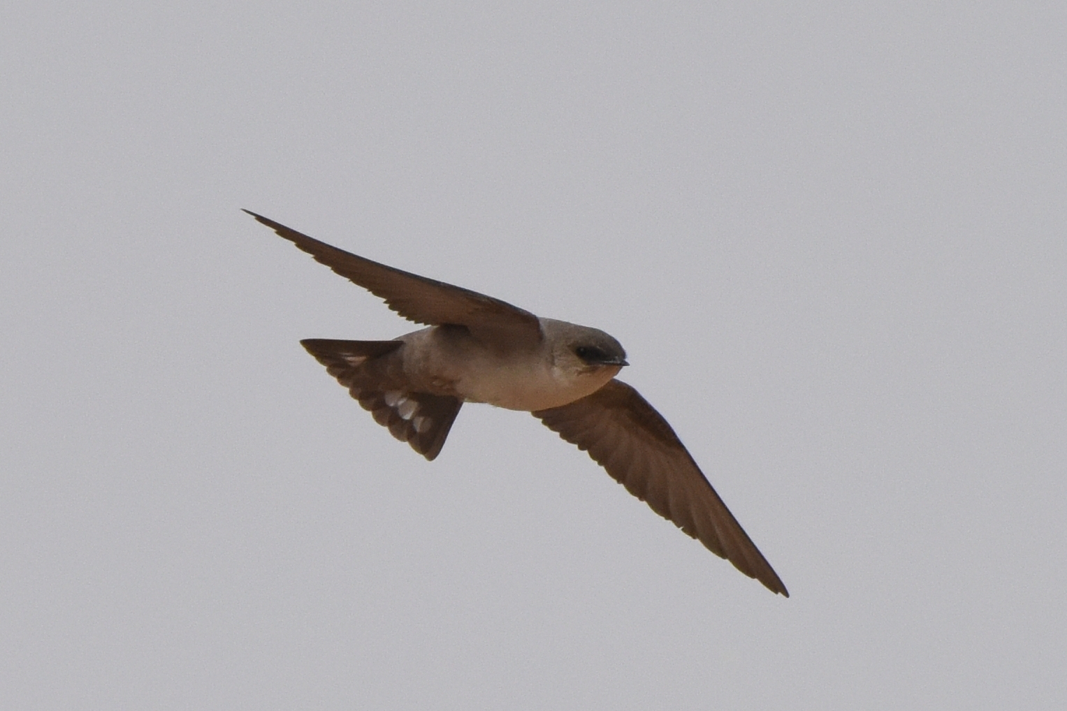 Pale Crag Martin