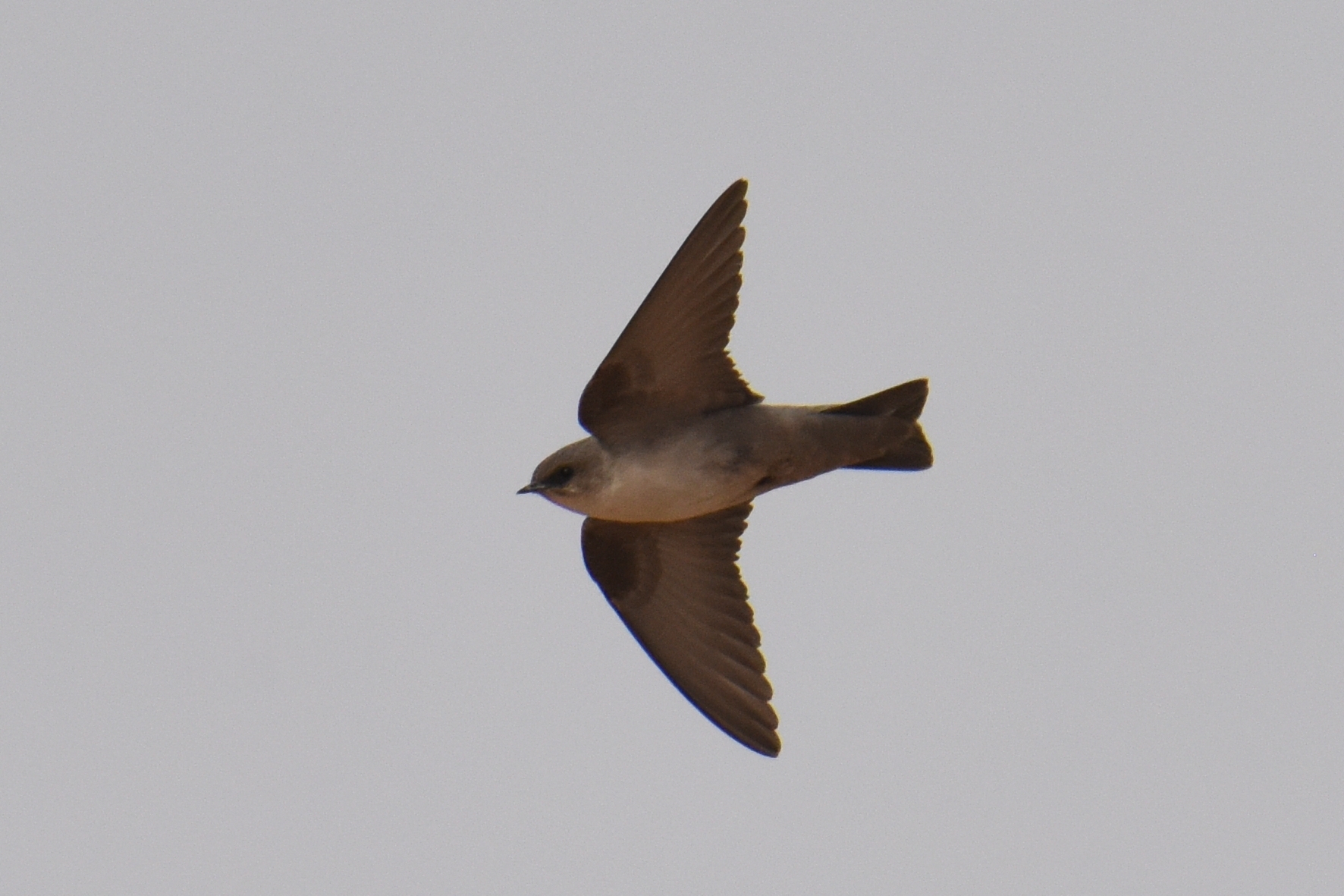 Pale Crag Martin