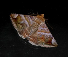 Buzara