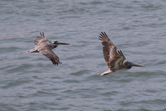 Pelecanus occidentalis