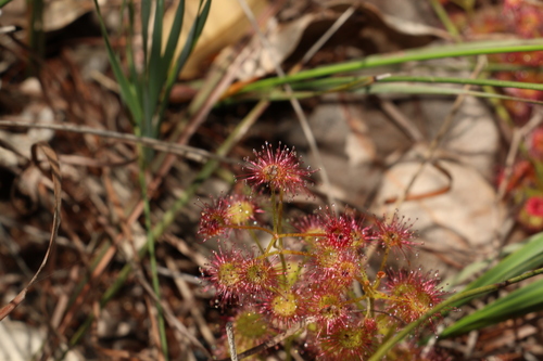 Image of Drosera stolonifera by (c) Greg Tasney, some rights reserved (CC BY-SA)