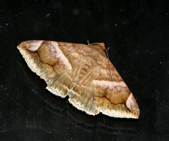 Buzara