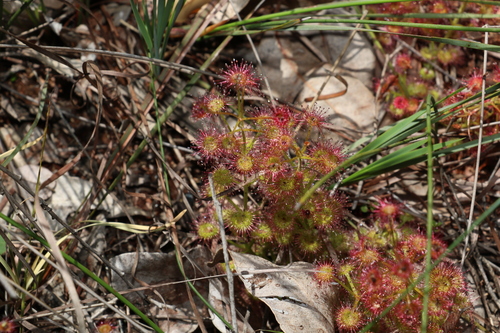 Image of Drosera stolonifera by (c) Greg Tasney, some rights reserved (CC BY-SA)