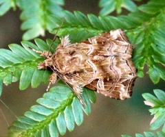 Callopistria flavitincta