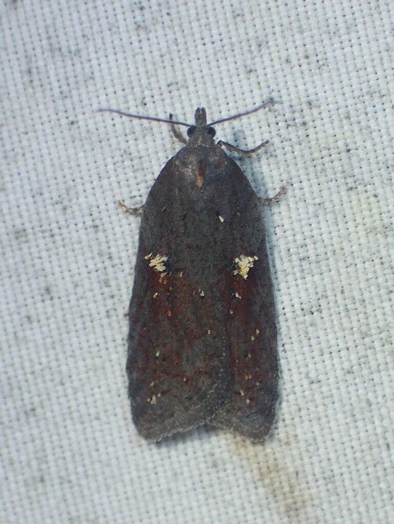 Acleris bowmanana